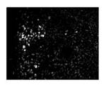 ZEB2 Polyclonal Antibody