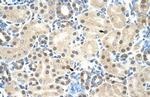 MORF4L2 Polyclonal Antibody