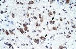 MORF4L2 Antibody in Immunohistochemistry (Paraffin) (IHC (P))