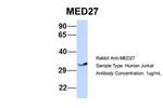 MED27 Polyclonal Antibody