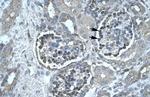 PNLIP Polyclonal Antibody