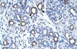 TMEM259 Antibody in Immunohistochemistry (IHC)