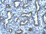 RFP2 Polyclonal Antibody