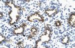 RFP2 Antibody in Immunohistochemistry (Paraffin) (IHC (P))