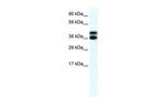 RFP2 Antibody in Western Blot (WB)