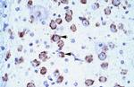 MED17 Antibody in Immunohistochemistry (Paraffin) (IHC (P))