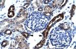AKAP17A Antibody in Immunohistochemistry (IHC)