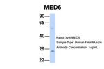 MED6 Polyclonal Antibody