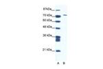 MAMLD1 Antibody in Western Blot (WB)