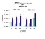 EZH1 Antibody in ChIP Assay (CHIP)