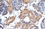 ZFPL1 Polyclonal Antibody