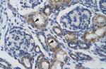 TRIM68 Antibody in Immunohistochemistry (IHC)