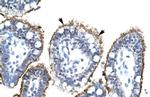 ZNHIT6 Antibody in Immunohistochemistry (IHC)