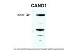 CAND1 Antibody in Western Blot (WB)