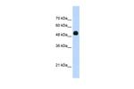 DMTF1 Antibody in Western Blot (WB)