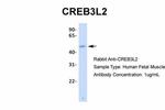 CREB3L2 Antibody in Western Blot (WB)