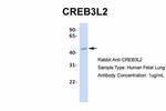 CREB3L2 Antibody in Western Blot (WB)