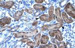 TRIM31 Polyclonal Antibody