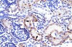 RIM3 Antibody in Immunohistochemistry (IHC)