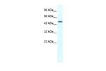 RNF23 Polyclonal Antibody