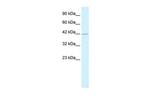 HSF2BP Antibody in Western Blot (WB)