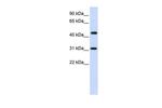 ZNF684 Polyclonal Antibody