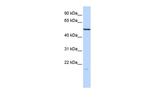 ZNF773 Polyclonal Antibody