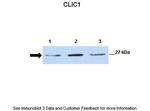 CLIC1 Antibody in Western Blot (WB)