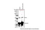 CLIC1 Antibody in Western Blot (WB)