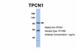 TPCN1 Antibody in Western Blot (WB)