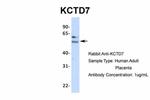 KCTD7 Polyclonal Antibody