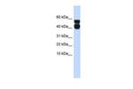 P2X4 Polyclonal Antibody