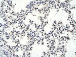 BAF60C Polyclonal Antibody