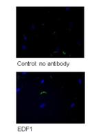 EDF1 Polyclonal Antibody