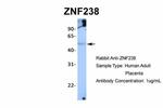 ZNF238 Polyclonal Antibody