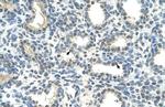 HOXC9 Antibody in Immunohistochemistry (IHC)