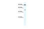 ZNF175 Polyclonal Antibody