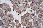 LHX9 Polyclonal Antibody