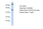 ZSCAN5 Polyclonal Antibody