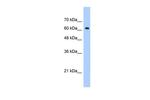 ZNF675 Polyclonal Antibody