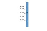 ZNF540 Polyclonal Antibody
