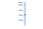 ZNF799 Polyclonal Antibody