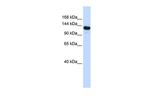 UPF1 Polyclonal Antibody