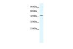 eIF4A3 Polyclonal Antibody