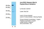 PEO1 Polyclonal Antibody