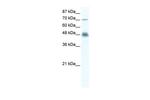 DDX50 Polyclonal Antibody