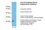 ATF3 Polyclonal Antibody