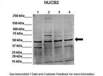 NUCB2 Antibody in Western Blot (WB)