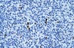 Annexin A3 Polyclonal Antibody