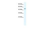 Connexin 40.1 Polyclonal Antibody